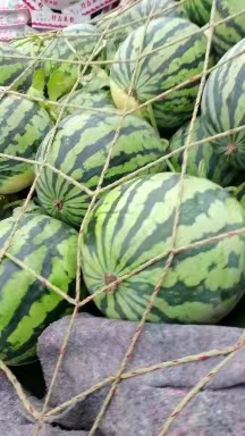 精品推荐美都西瓜河南西瓜大量上市保质保量发货中