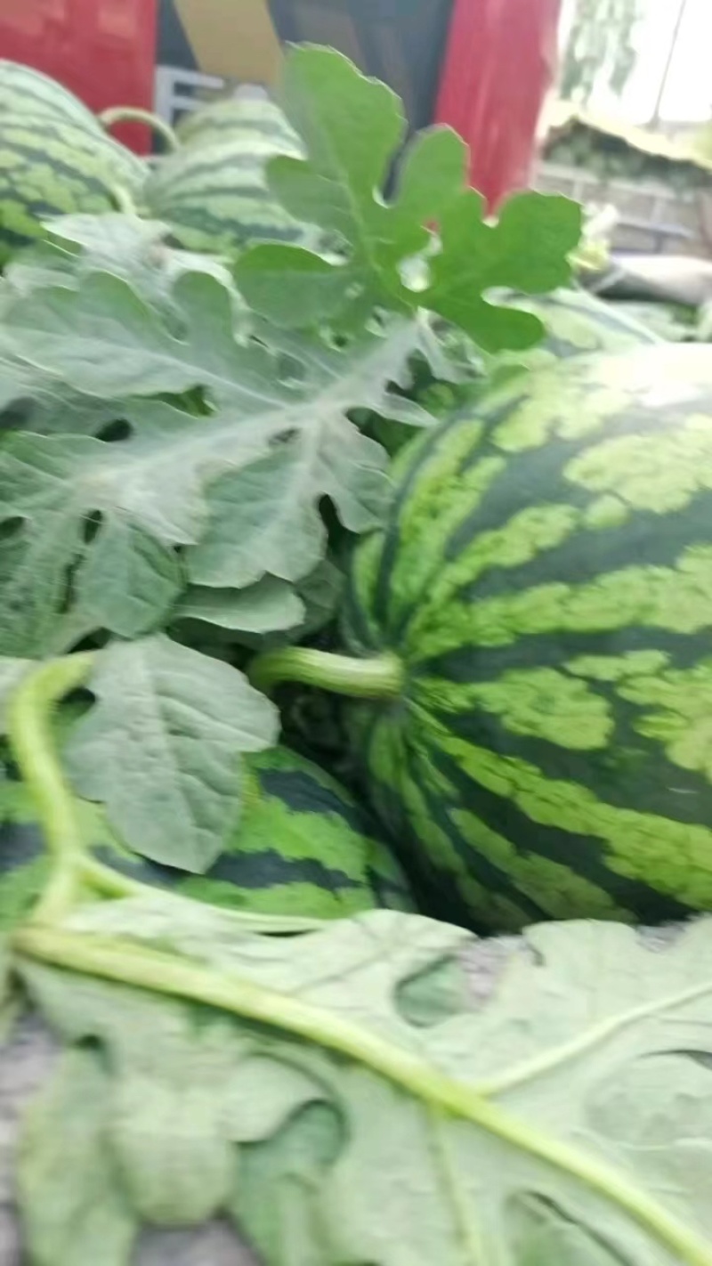 精品推荐美都西瓜河南西瓜大量上市保质保量发货中