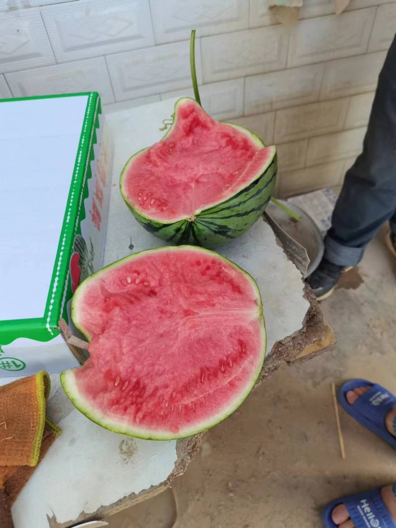 精品推荐美都西瓜河南西瓜大量上市保质保量发货中