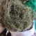 白花蛇舌草