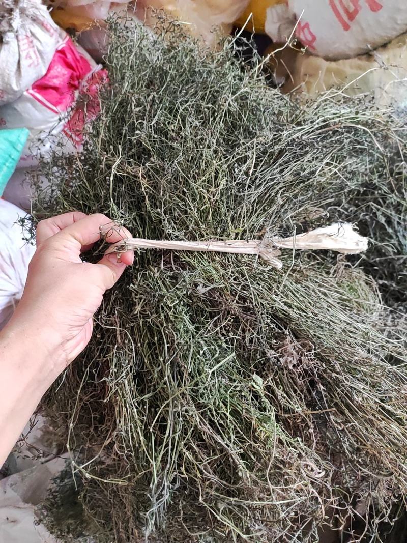 白花蛇舌草