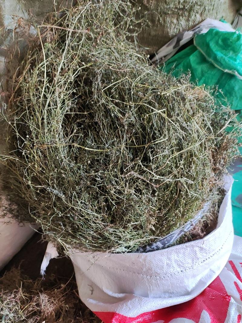 白花蛇舌草