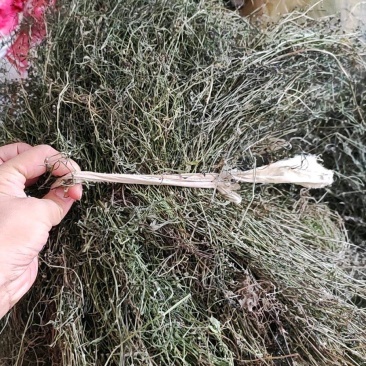 白花蛇舌草
