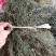 白花蛇舌草