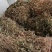 鱼腥草干货