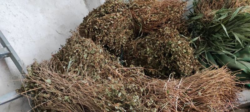 鱼腥草干货
