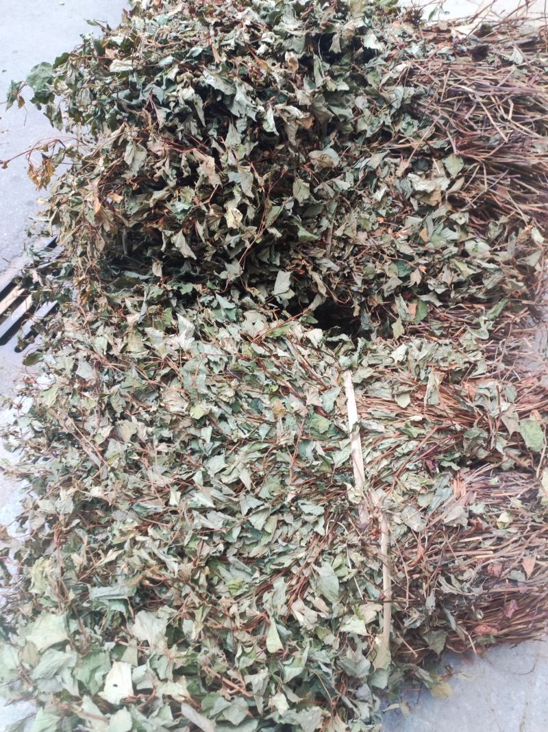 鱼腥草干货