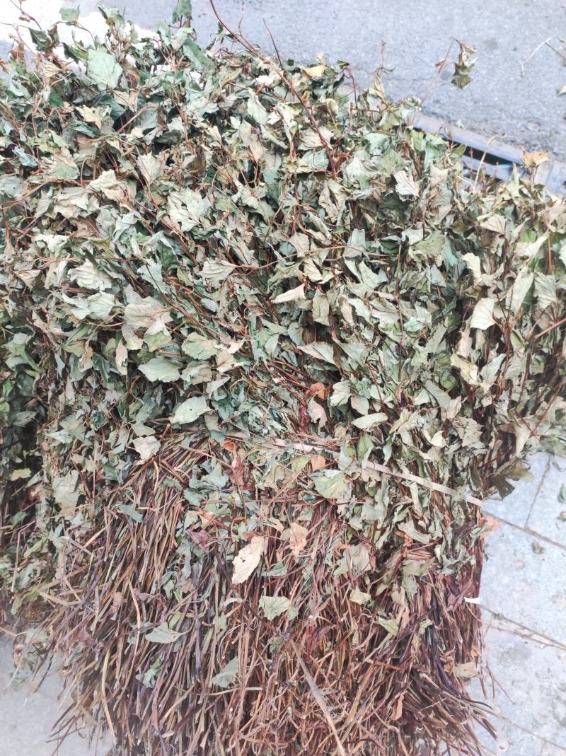 鱼腥草干货