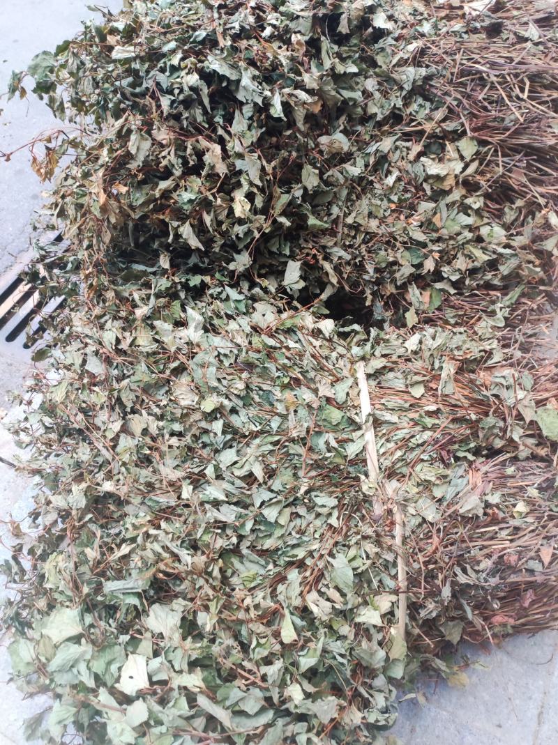 鱼腥草干货