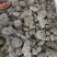 海浮石花海浮石海石花