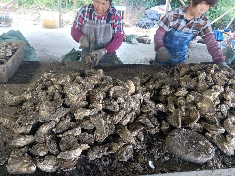 【精品】福建生蚝，个大饱满质量保证，产地直发货量充足欢迎选购