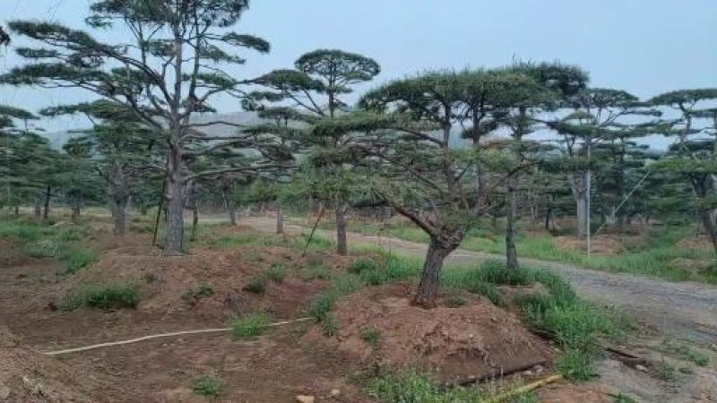 山东济南精品油松地径13高2米价2000欢迎来电咨询