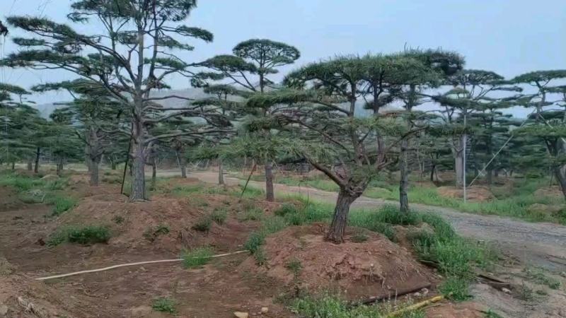 山东济南精品油松地径13高2米价2000欢迎来电咨询