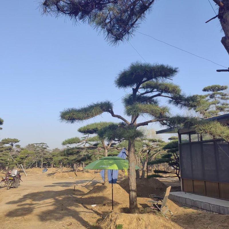 山东济南精品油松地径13高2米价2000欢迎来电咨询