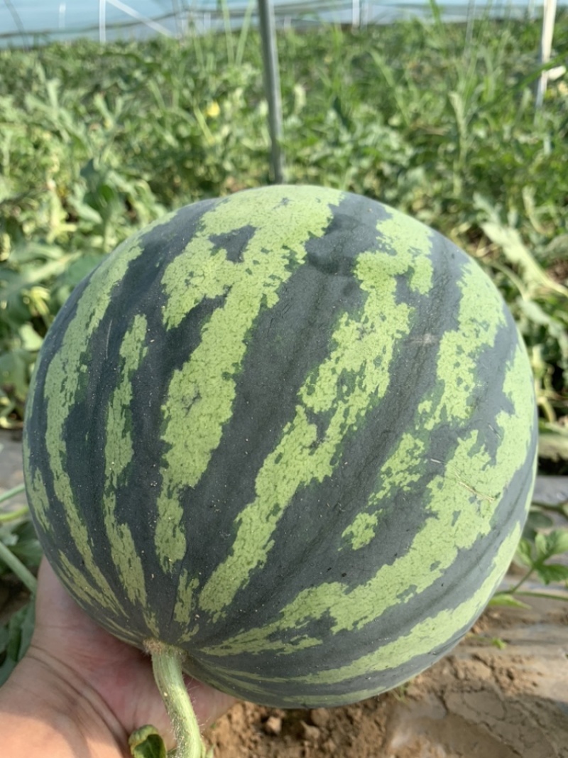 陕西头茬美都麒麟西瓜大红瓤薄皮产地直发，品质保证