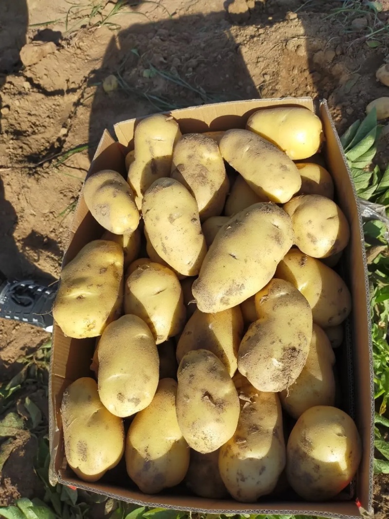 土豆黄皮黄心保质保量，一手货源批发市场商超代发全国