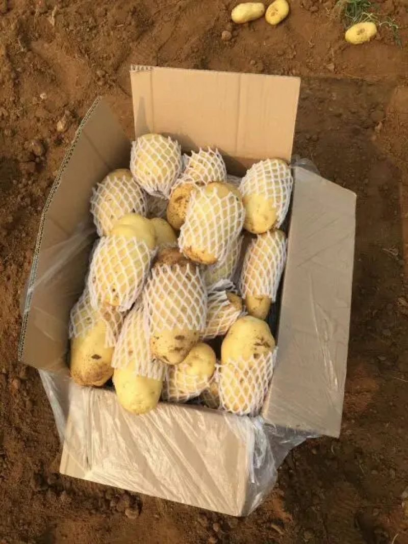 土豆黄皮黄心保质保量，一手货源批发市场商超代发全国