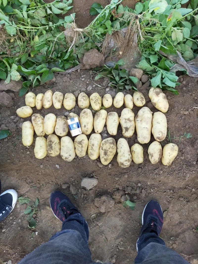 土豆黄皮黄心保质保量，一手货源批发市场商超代发全国