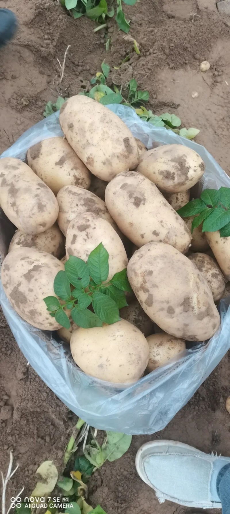 土豆黄皮黄心保质保量，一手货源批发市场商超代发全国