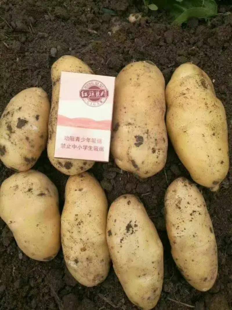 土豆黄皮黄心保质保量，一手货源批发市场商超代发全国