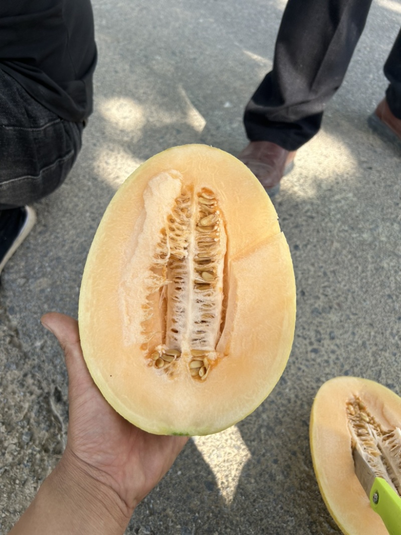 陕西渭南哈密瓜大量供应可视频看货价格可来电详谈