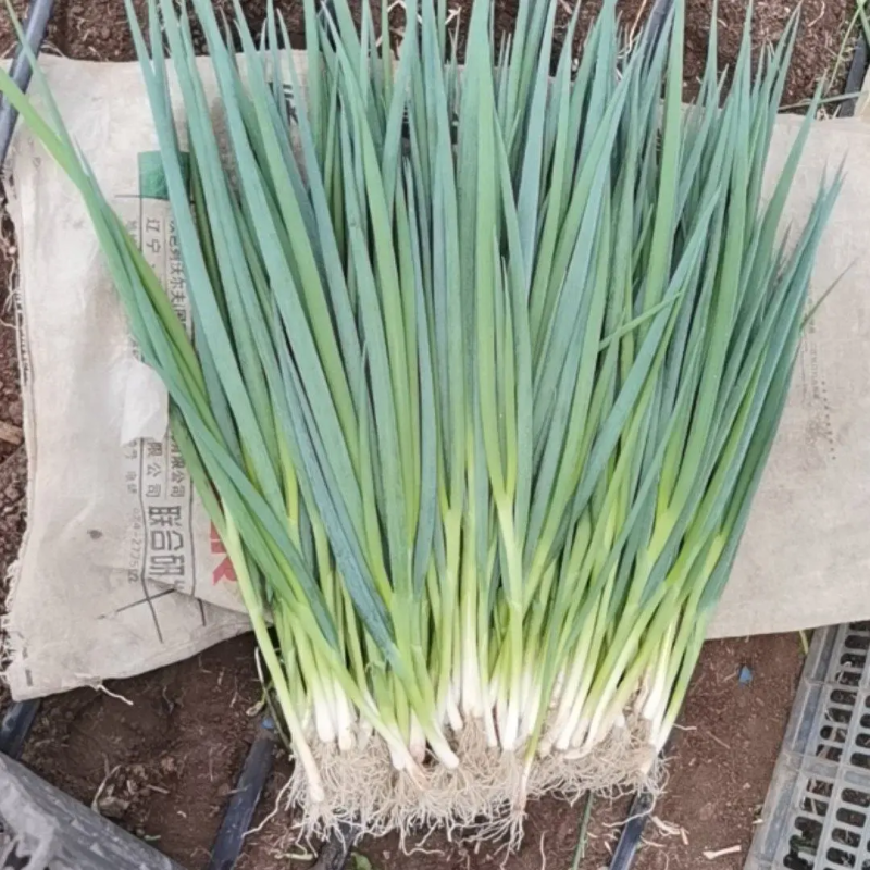 【推荐】本地香葱大量上市,品种齐全,质量保证，实地，视频