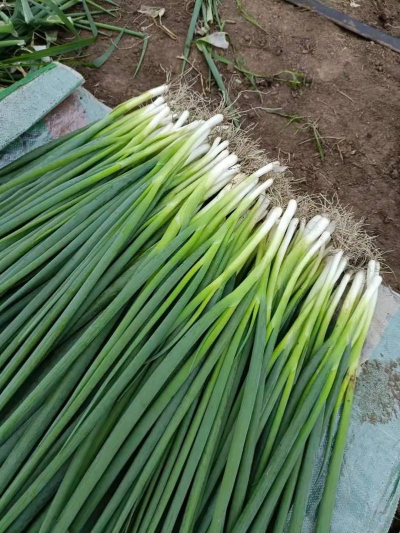 【推荐】本地香葱大量上市,品种齐全,质量保证，实地，视频