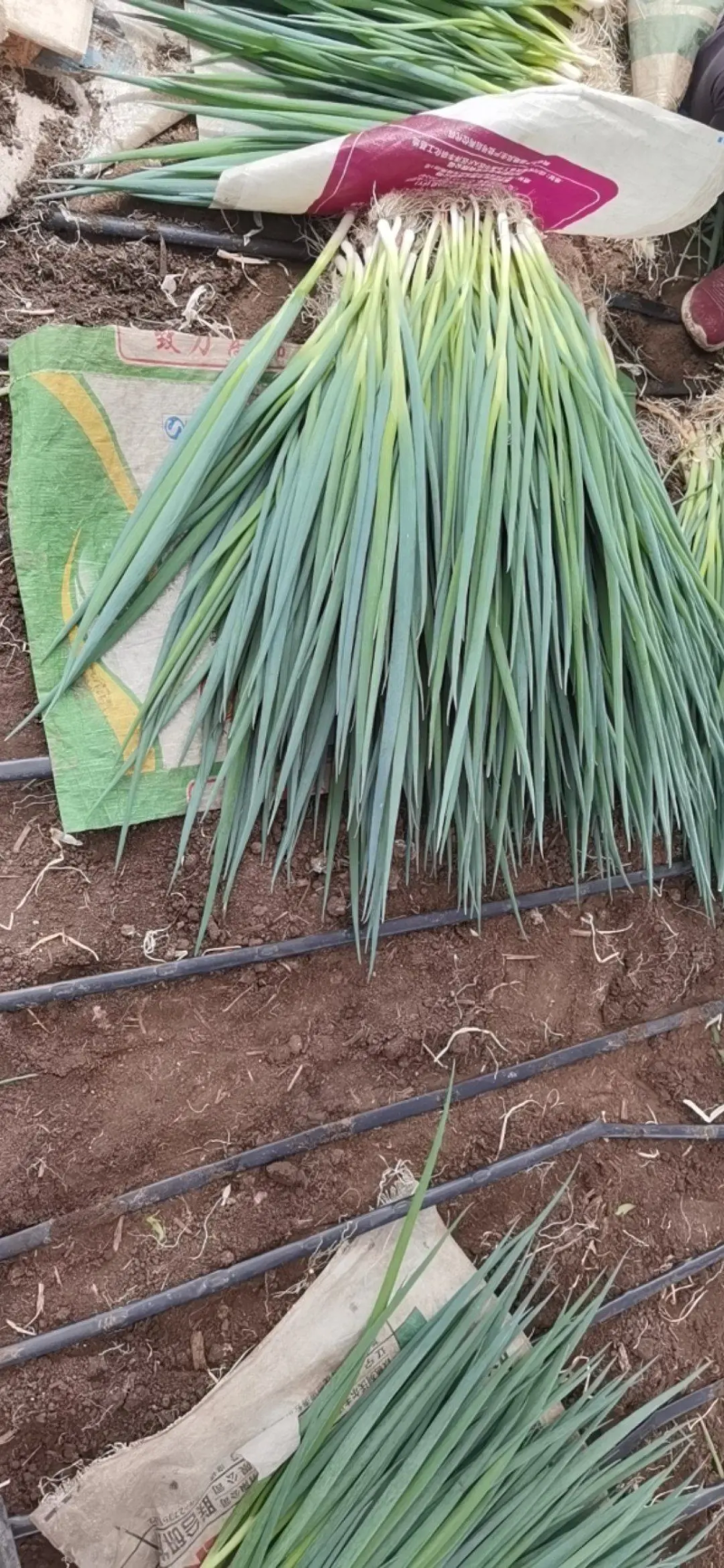 【推荐】本地香葱大量上市,品种齐全,质量保证，实地，视频
