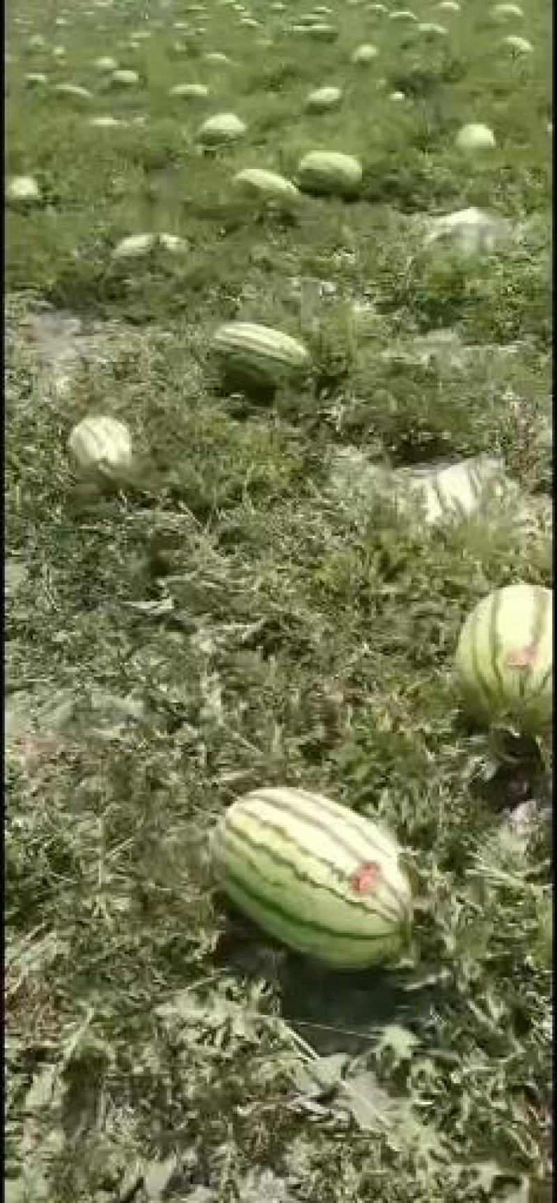西瓜，汗沙地西瓜，美都，8424，金城5号，大田西瓜。