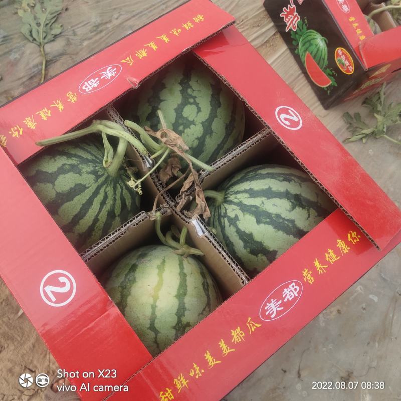 西瓜，汗沙地西瓜，美都，8424，金城5号，大田西瓜。
