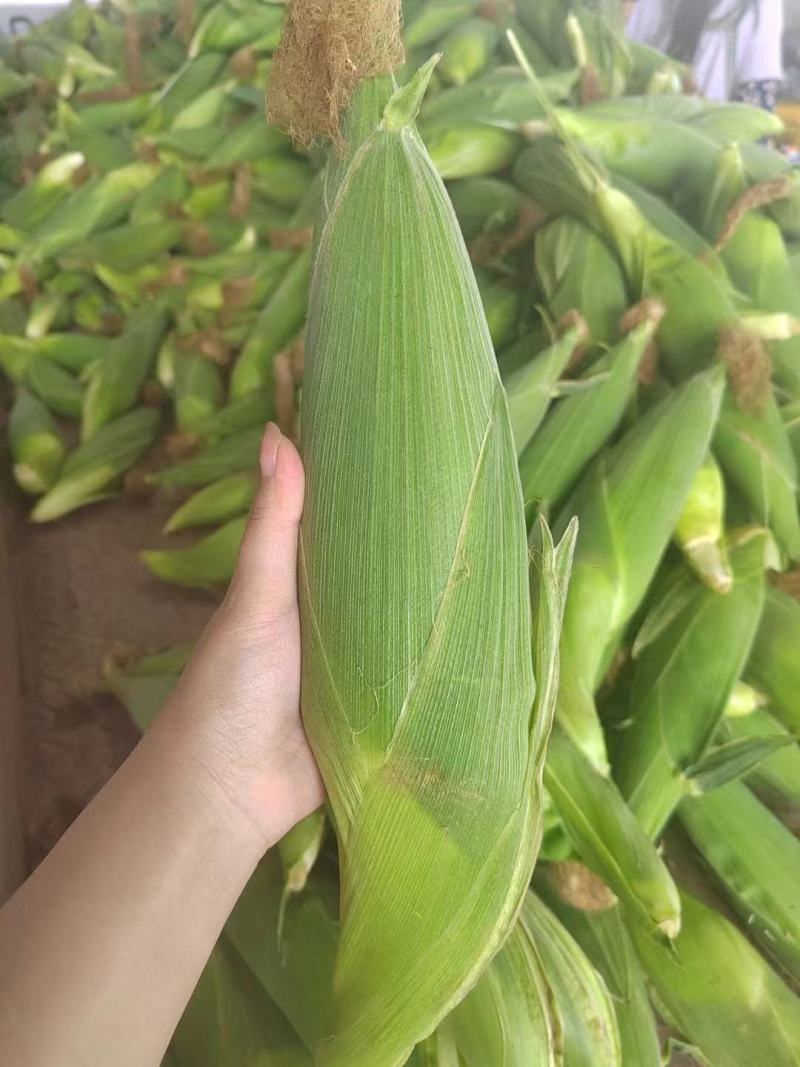 【推荐】白甜糯玉米大量上市！花糯932四川绵阳产地实发！