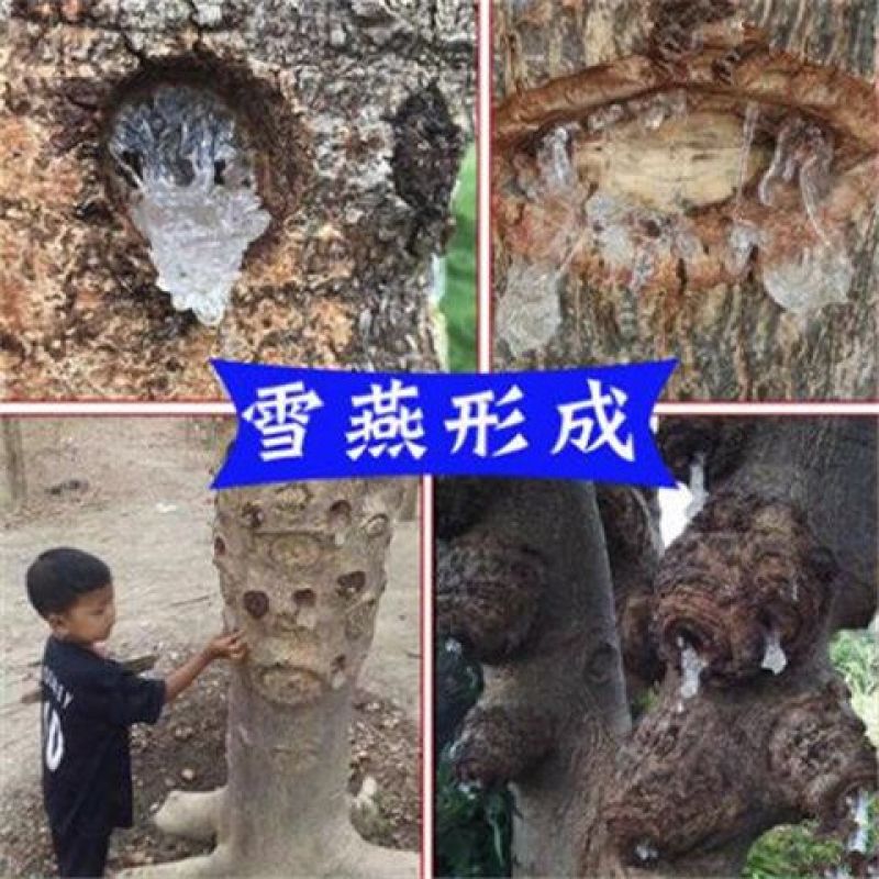 2023新货缅甸雪燕野生特级拉丝500拉丝雪燕可搭配桃胶