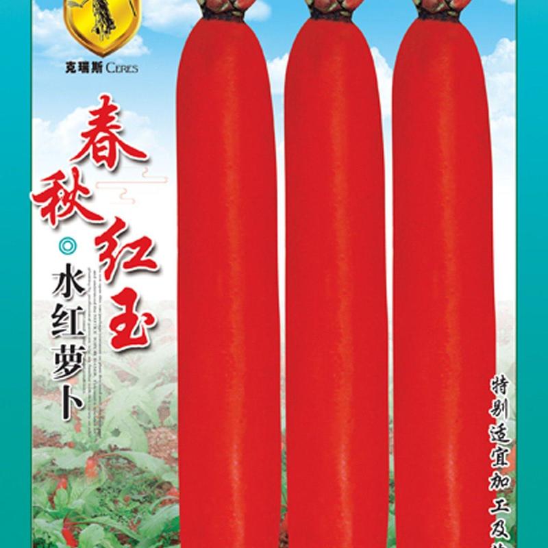 七禾金条红红皮白心萝卜种子/春秋红玉/泡菜水果萝卜