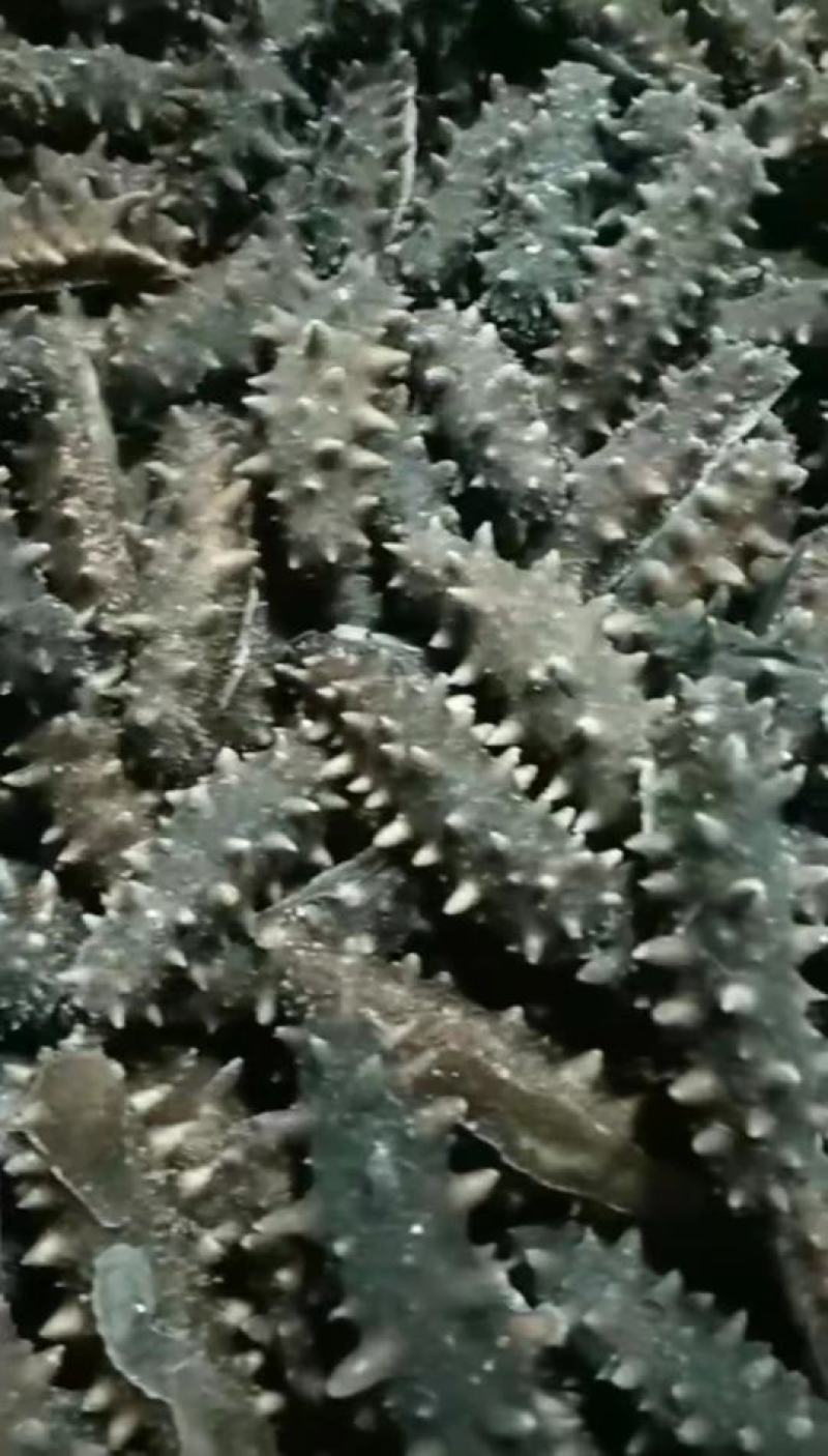 [精品辽参]海参鲜食海参水产基地一手货源支持一件代发