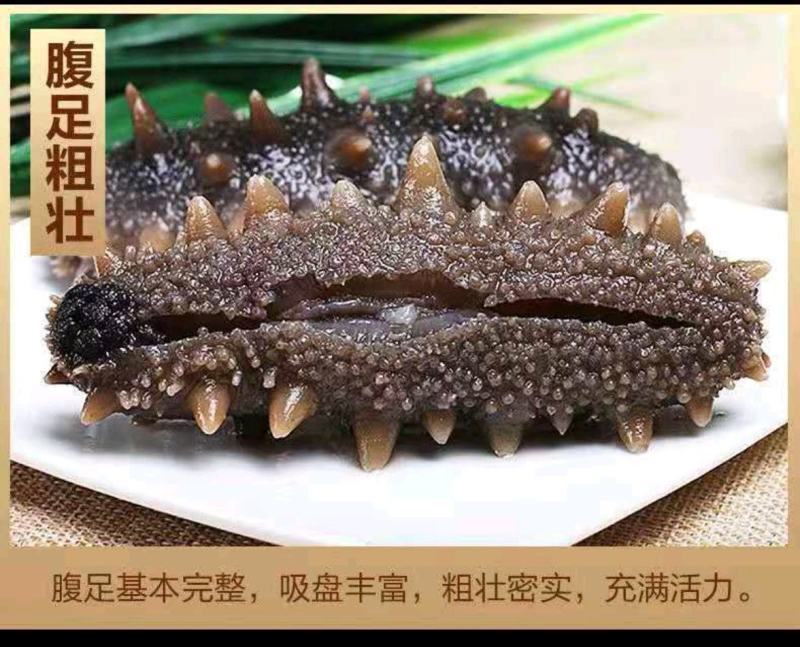 [精品辽参]海参鲜食海参水产基地一手货源支持一件代发
