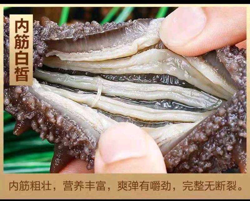 [精品辽参]海参鲜食海参水产基地一手货源支持一件代发