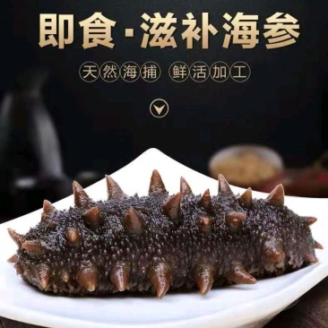 [精品辽参]海参鲜食海参水产基地一手货源支持一件代发