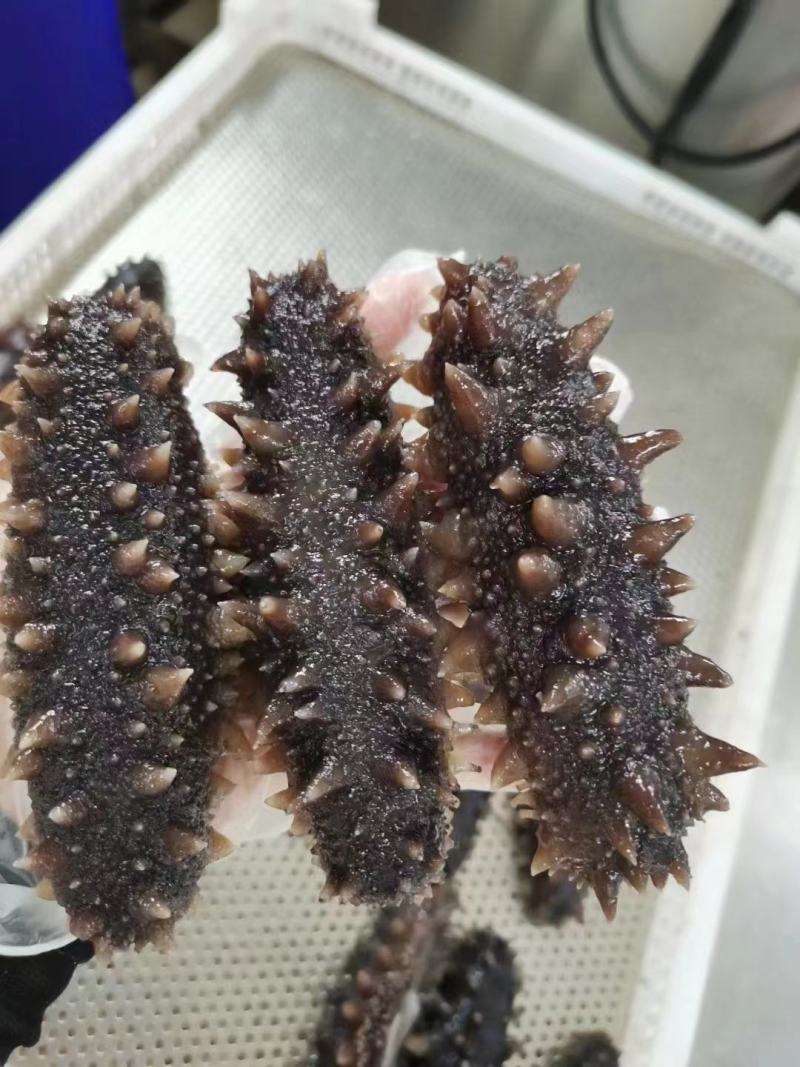 [优选]山东大连辽参即食海参海参8-40头基地直供