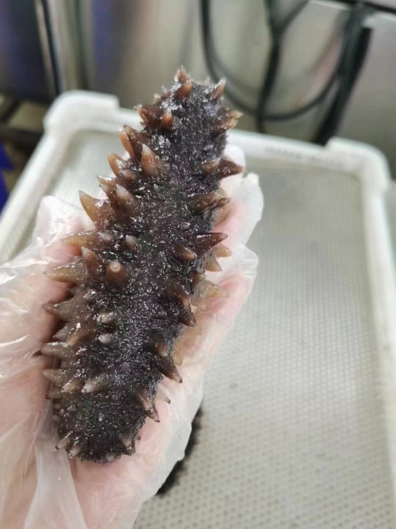[优选]山东大连辽参即食海参海参8-40头基地直供