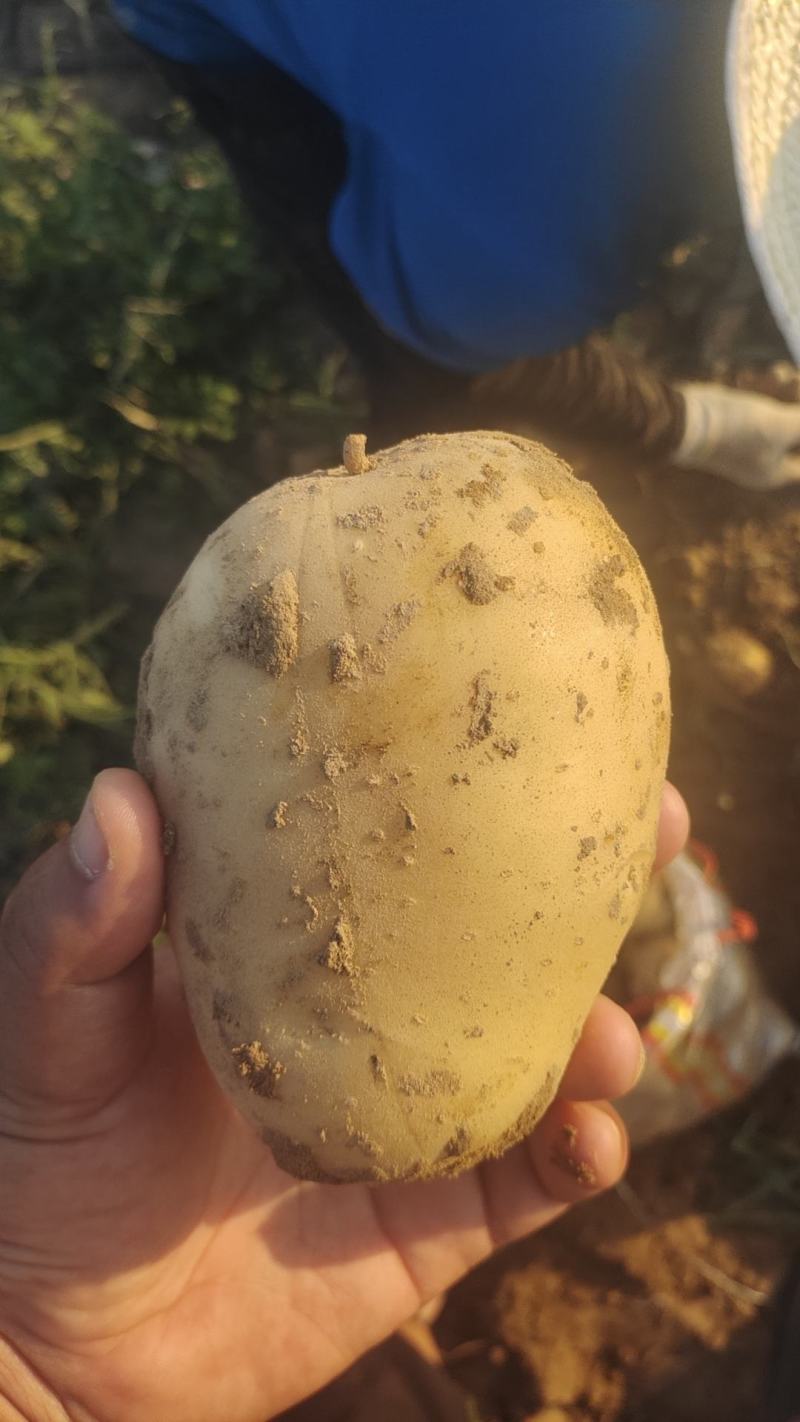 基地土豆大量供应中，电商，商超，市场直供