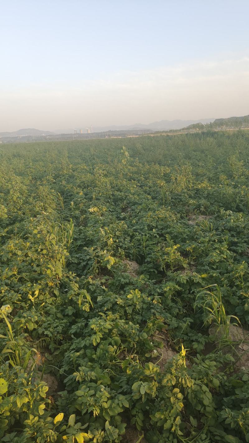 基地土豆大量供应中，电商，商超，市场直供