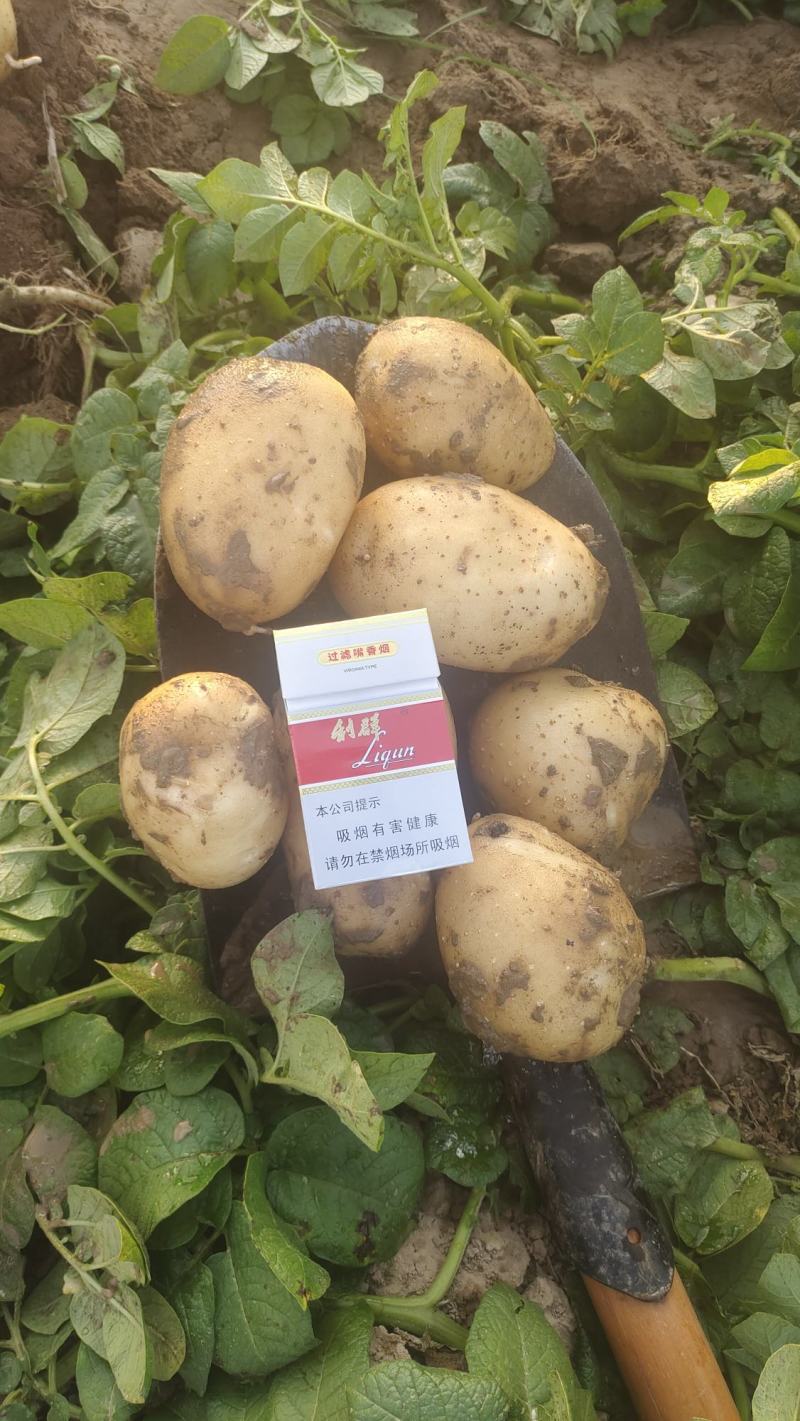 基地土豆大量供应中，电商，商超，市场直供