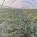 锦王西瓜