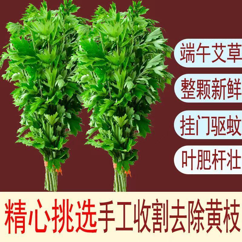 艾草叶新鲜端午节野生干艾叶产后月子泡脚泡澡药包驱蚊整颗挂