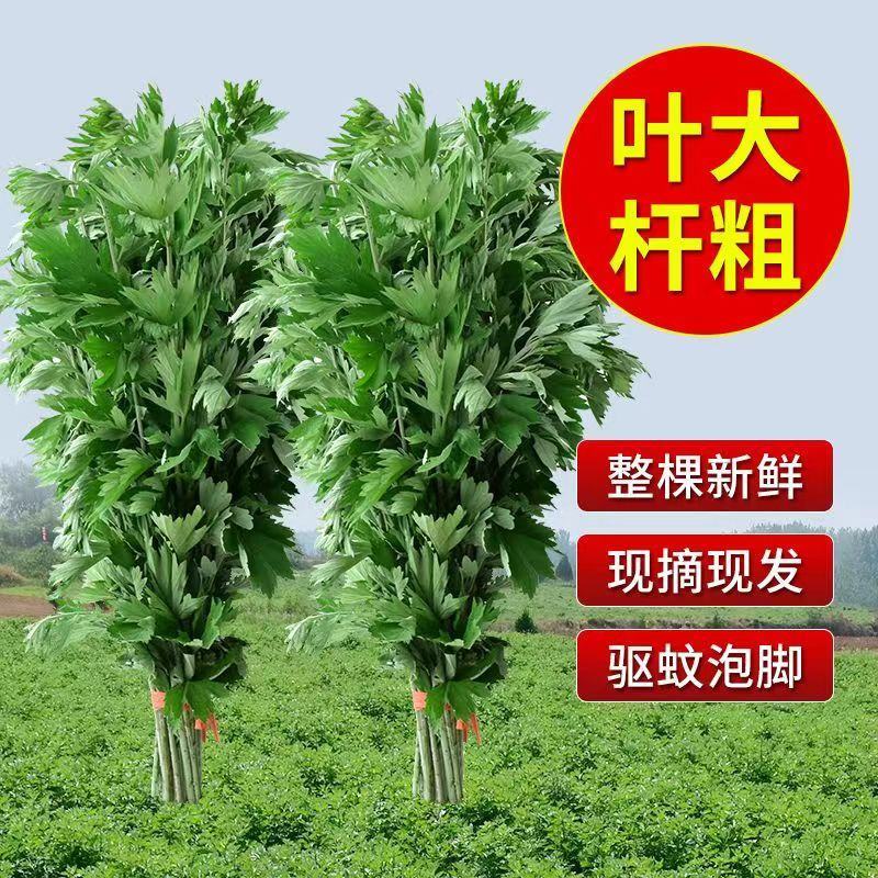 艾草叶新鲜端午节野生干艾叶产后月子泡脚泡澡药包驱蚊整颗挂