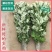 艾草叶新鲜端午节野生干艾叶产后月子泡脚泡澡药包驱蚊整颗挂