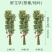 艾草叶新鲜端午节野生干艾叶产后月子泡脚泡澡药包驱蚊整颗挂