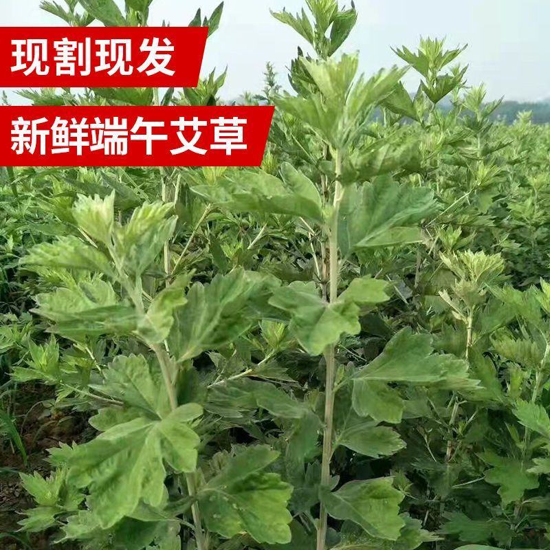 艾草叶新鲜端午节野生干艾叶产后月子泡脚泡澡药包驱蚊整颗挂
