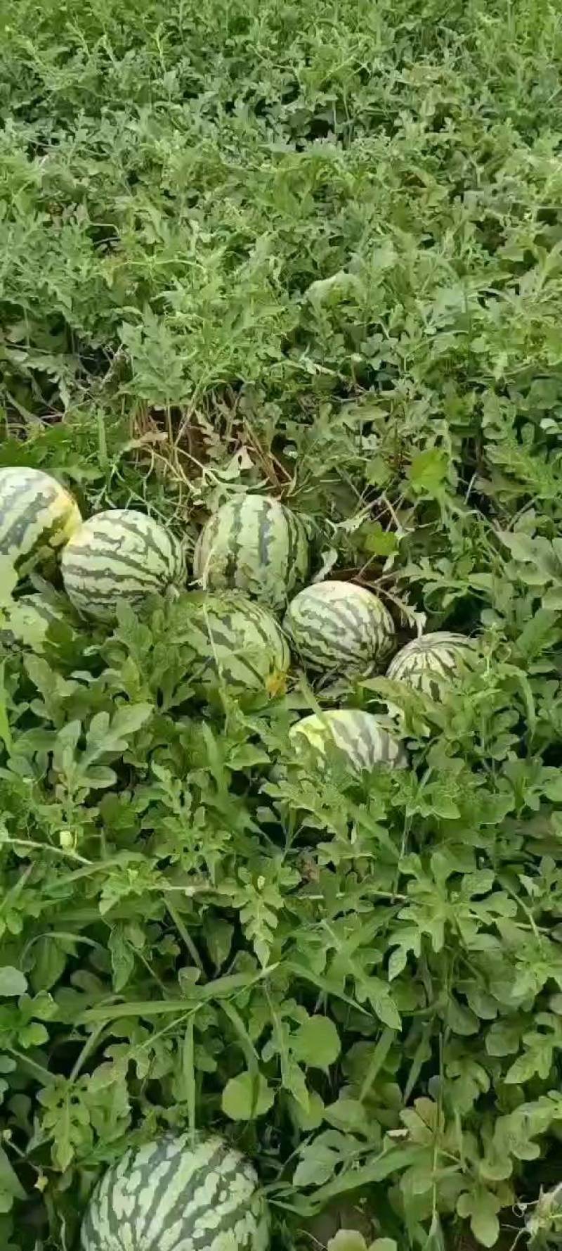 【湖北宜城】，【双红壤金城5号】【美都】现在开始供应了。