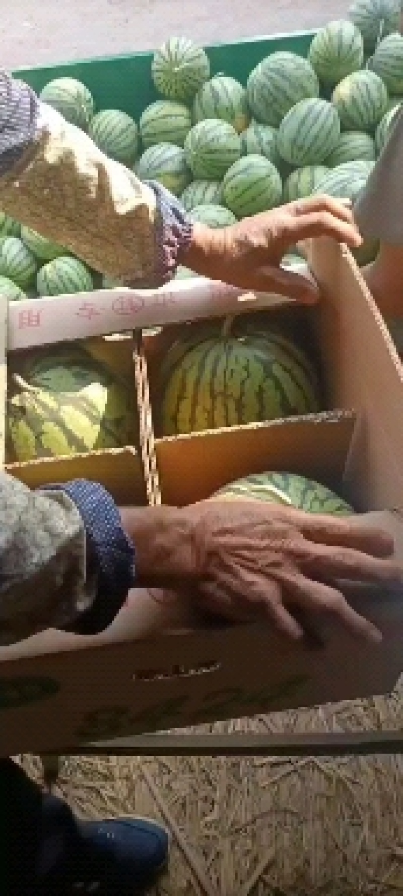 【湖北，宜城美都】（金城5双红壤）西瓜基地，品种齐全，。